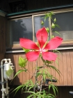 IMG_1242.JPG